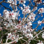 Almond Blossoms 1