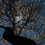 Almond Blossoms 2